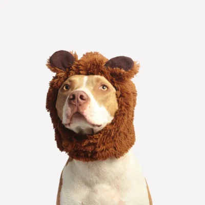 GORRO DE LEON